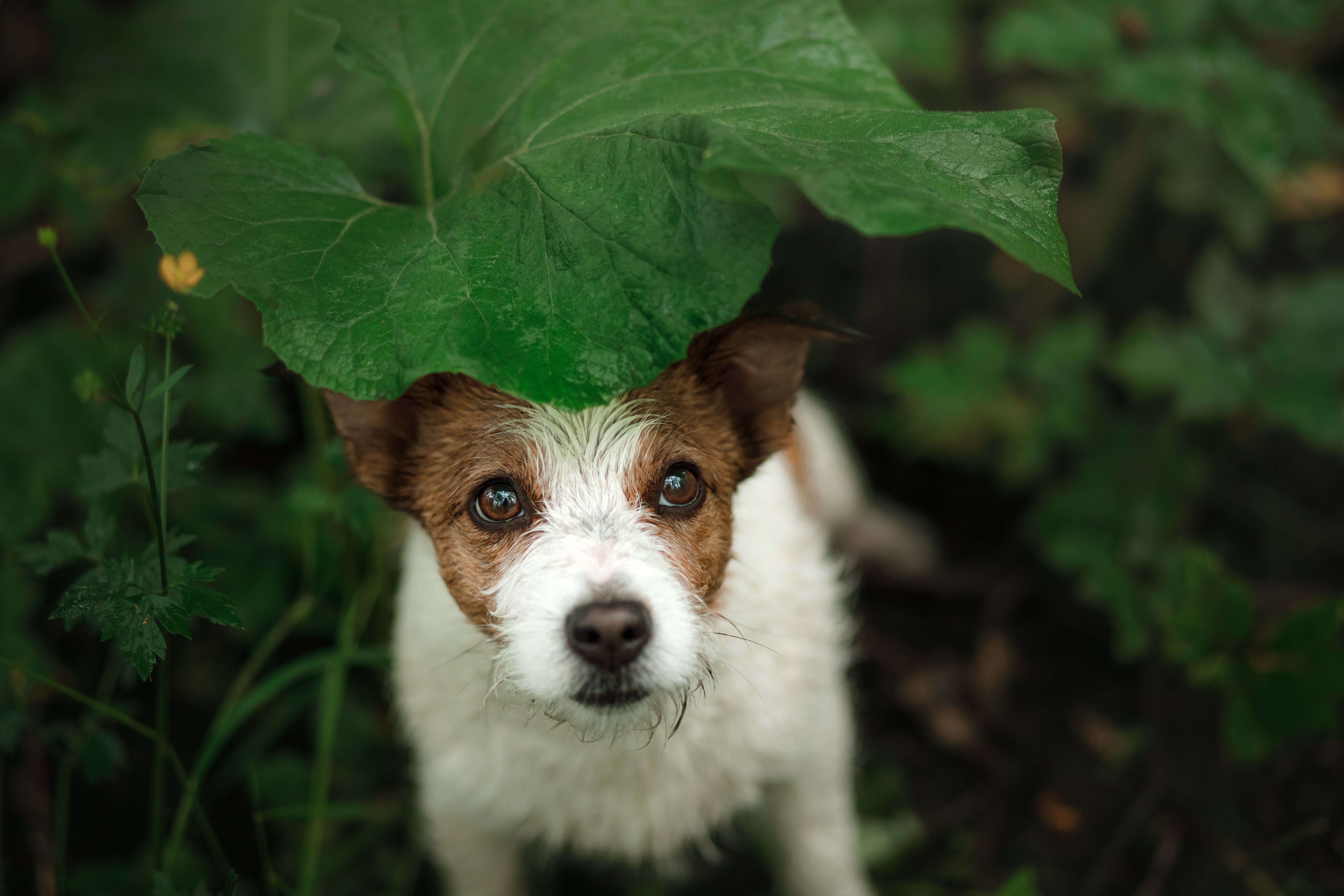 LOST DOGS | welfare advice Warrington Animal Welfare