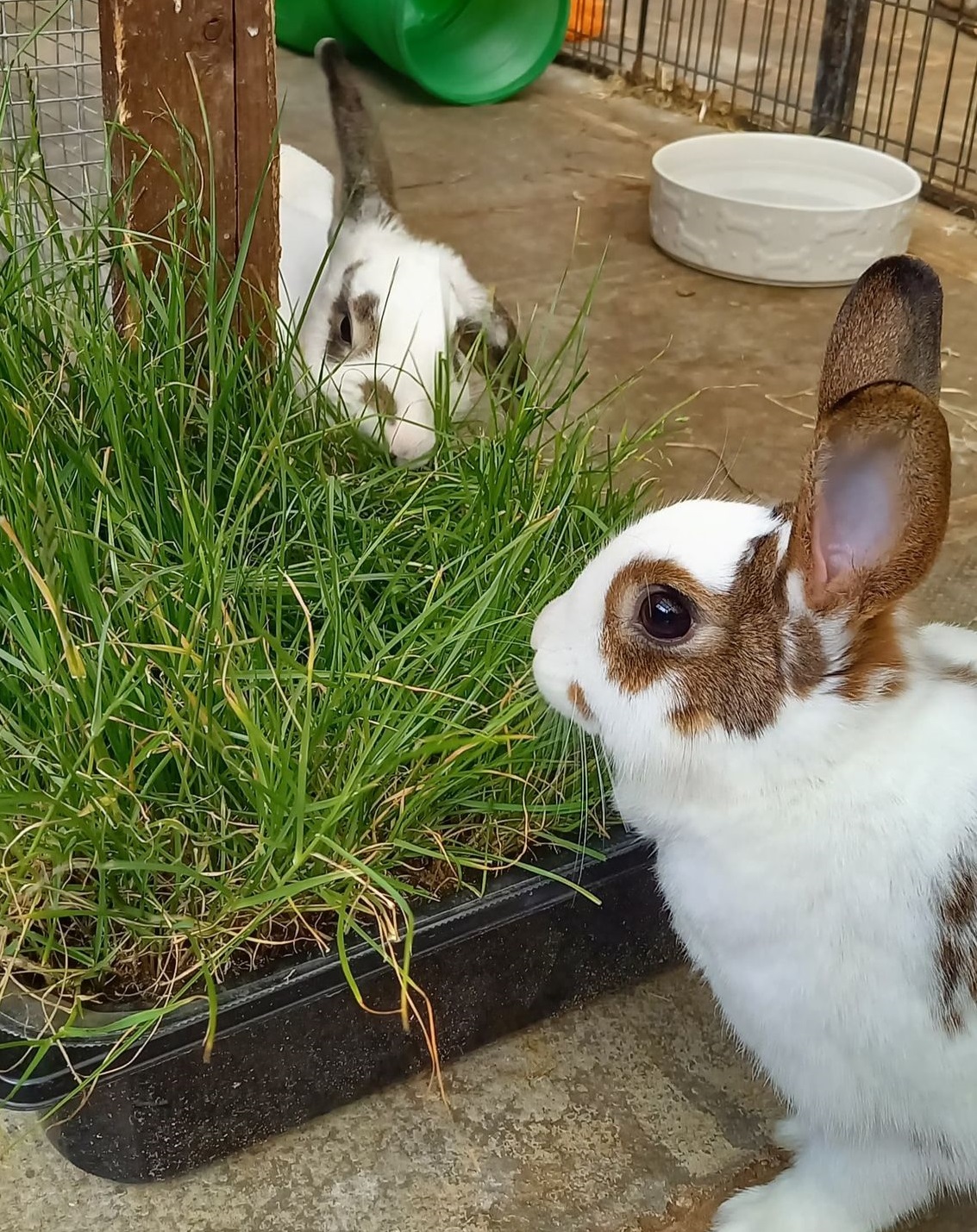 Rabbit Welfare Week and Rabbit Welfare Crisis | Warrington Animal Welfare