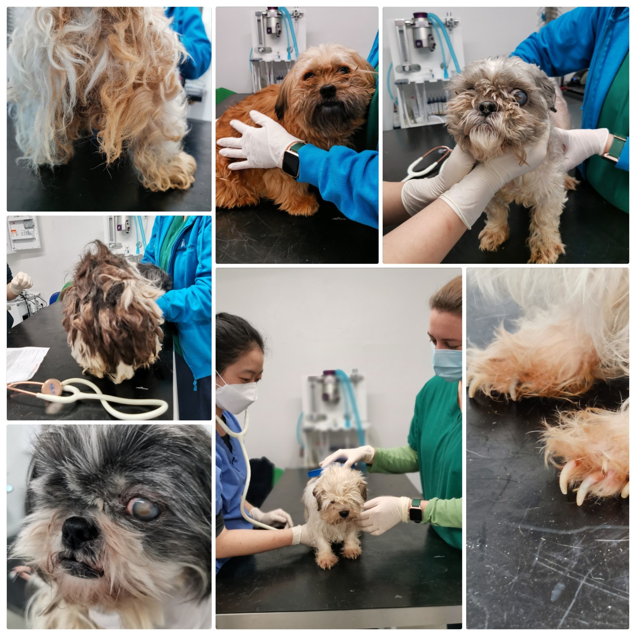 Shih Tzus getting treatment from a vet