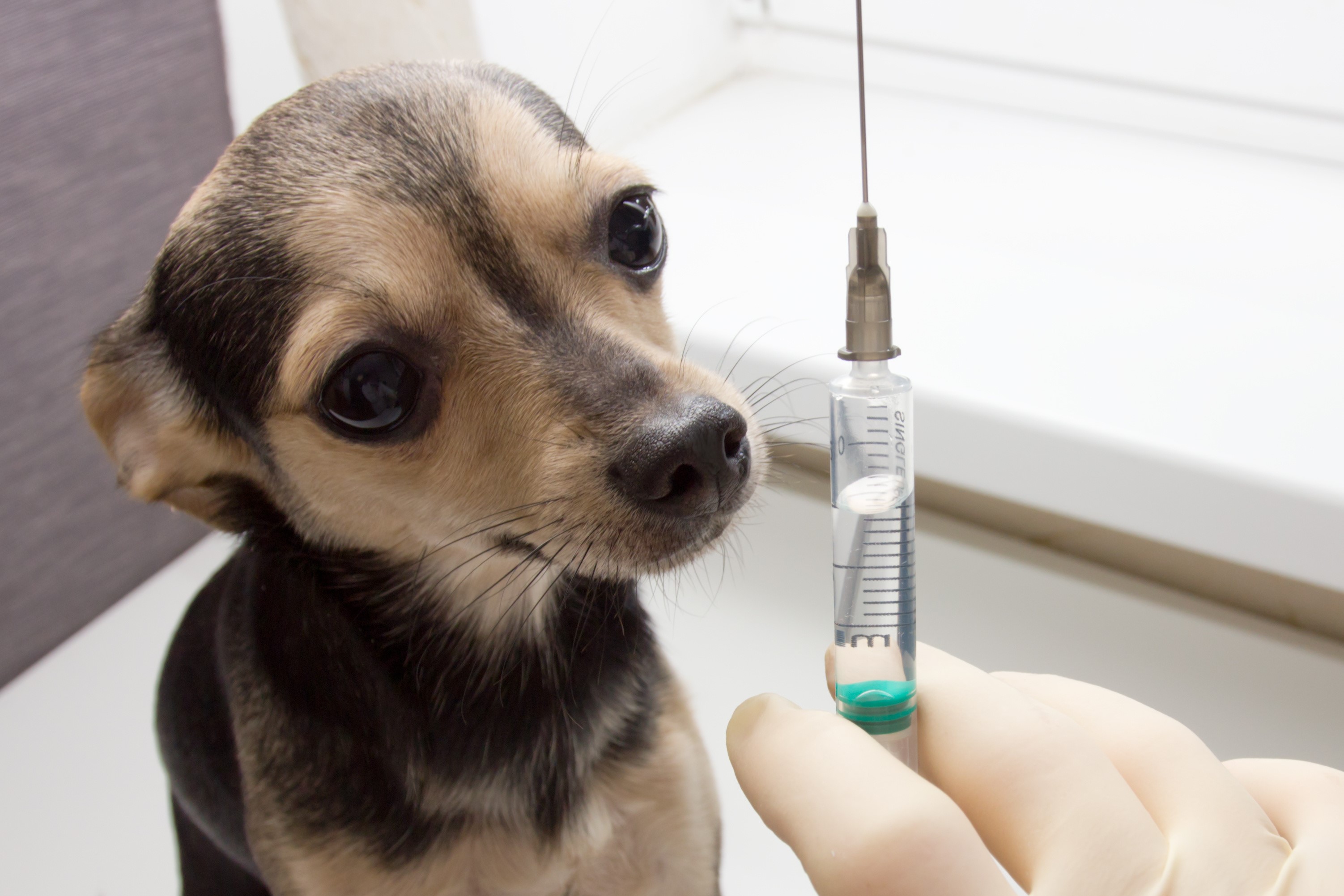 Vaccinate your pet animals