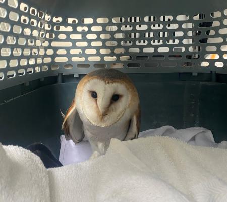 Barn owl & chicken rescue by Animal Rescue Warrington Animal Welfare