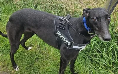 Molly, a 2 years old female Greyhound available for adoption from Warrington Animal Welfare in Cheshire