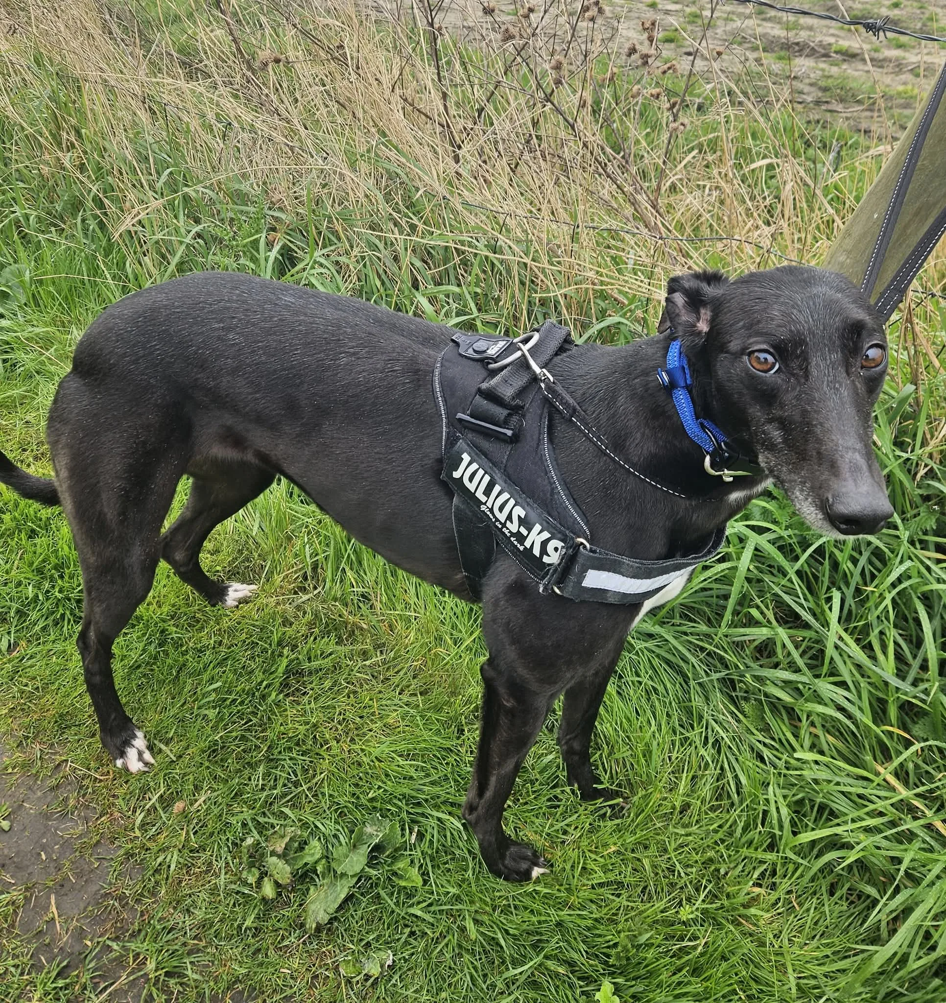 Molly, a 2 years old female Greyhound available for adoption from Warrington Animal Welfare in Cheshire