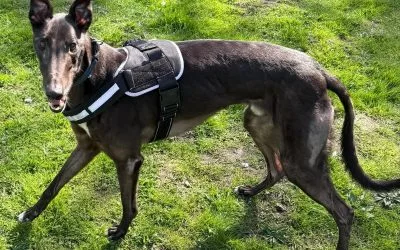 Star, a 3 years old male Greyhound available for adoption from Warrington Animal Welfare in Cheshire
