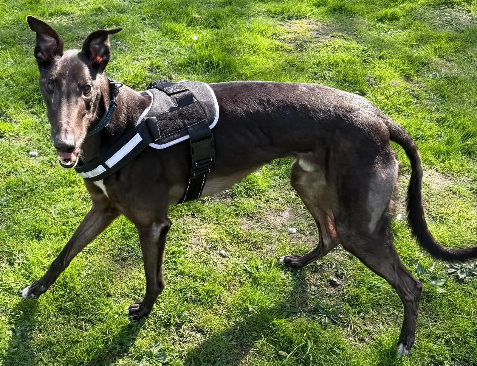 Star, a 3 years old male Greyhound available for adoption from Warrington Animal Welfare in Cheshire