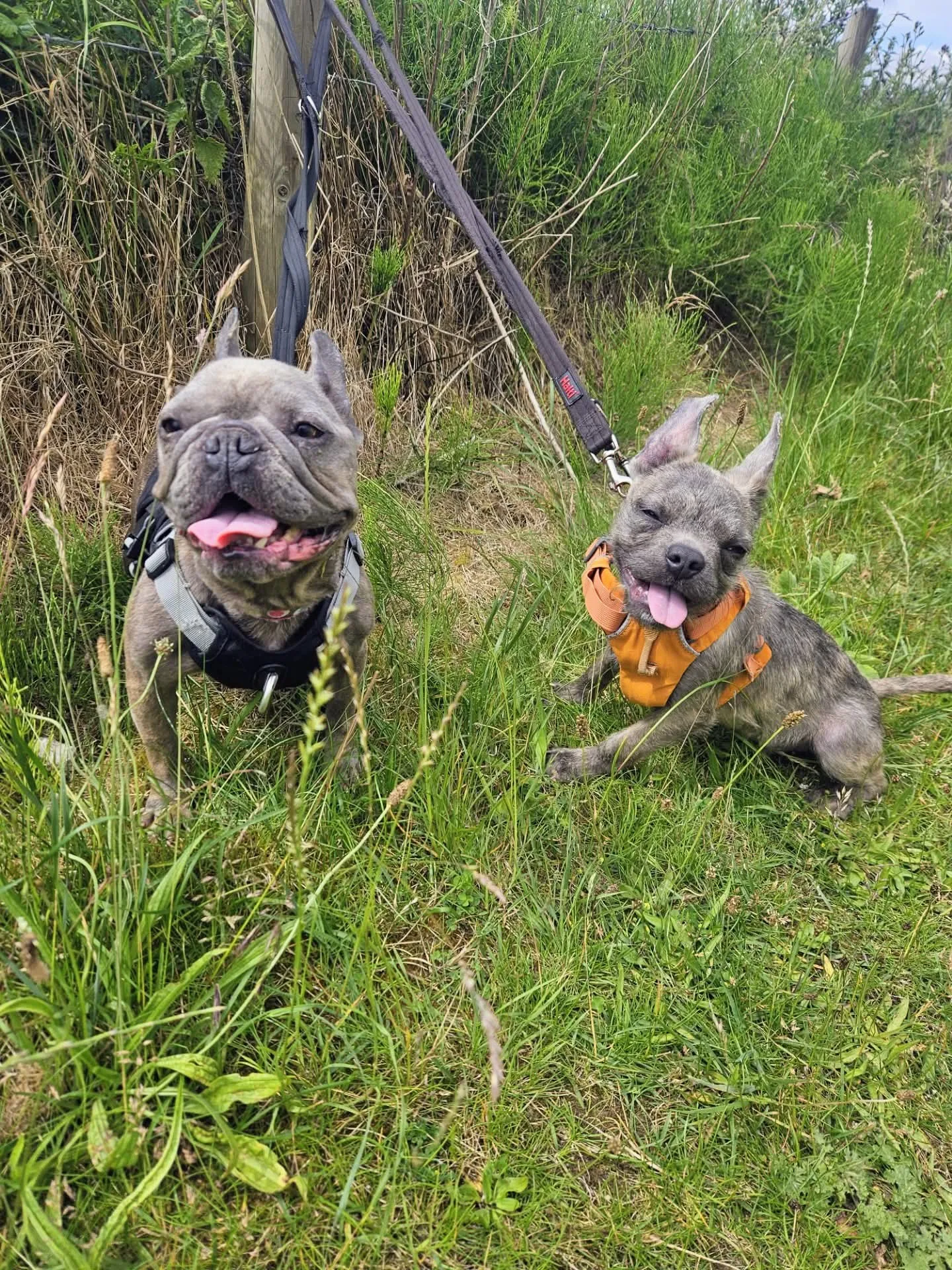 Stella And Otis, a 8 years old female Crossbreed available for adoption from Warrington Animal Welfare in Cheshire