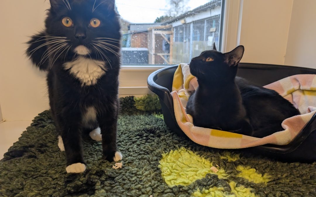 Coco & Gizmo