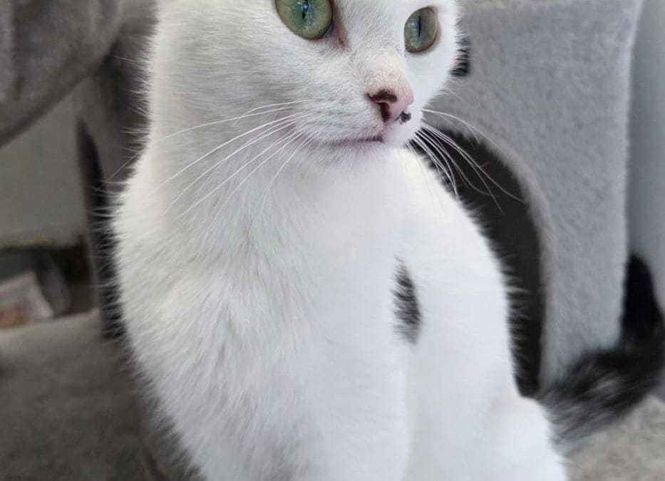 Elsa