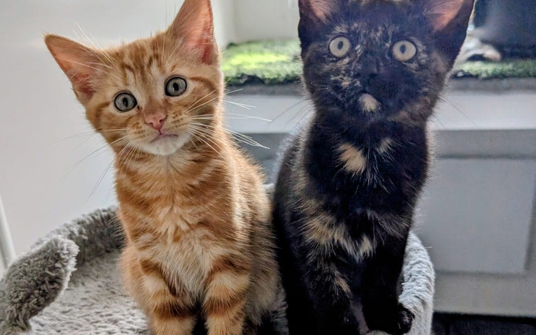 Nico & Jude
