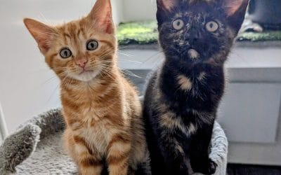 Nico & Jude