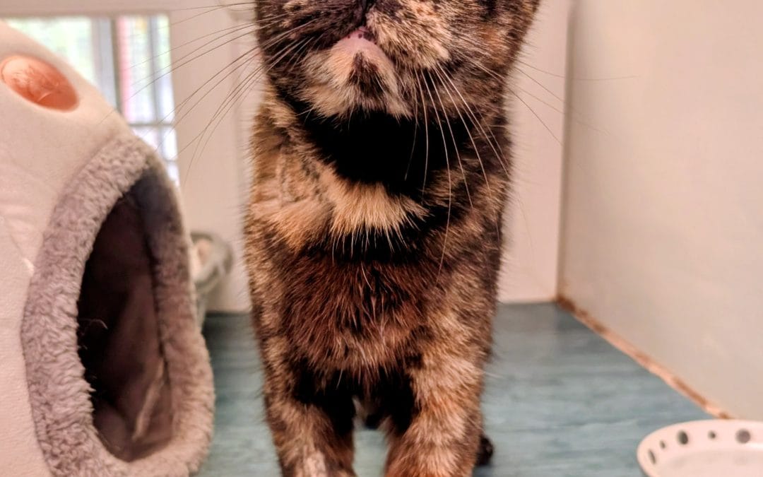 Biscuit
