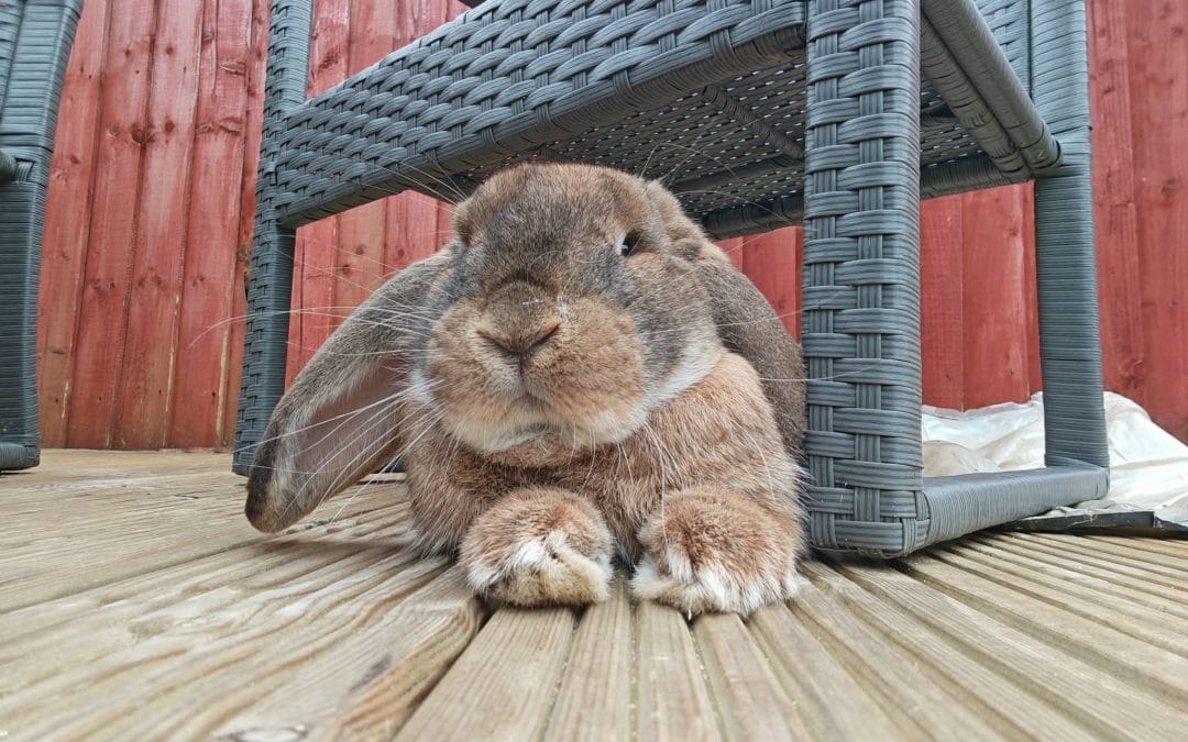 Ronnie
