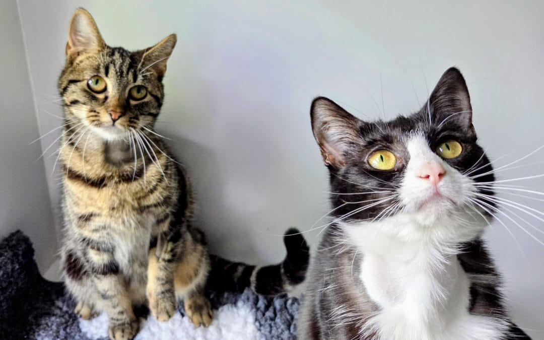 Minxy & Shiro