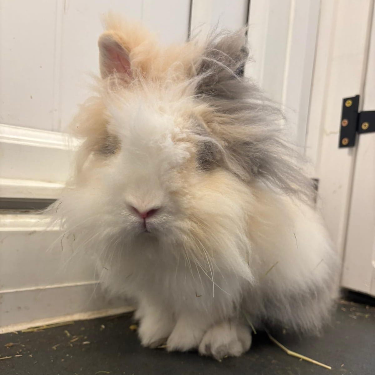 Mr Bun — photo 2