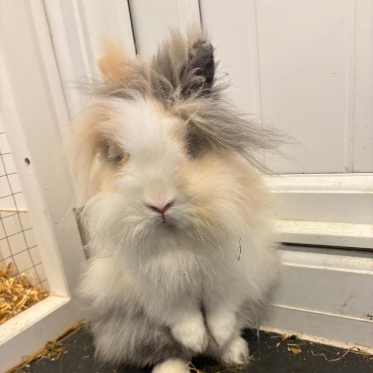 Mr Bun — photo 3