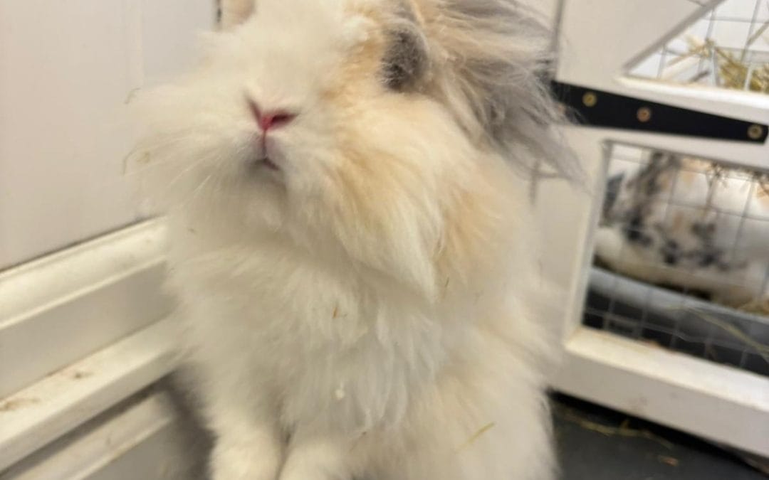 Mr Bun