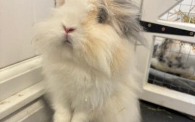 Mr Bun