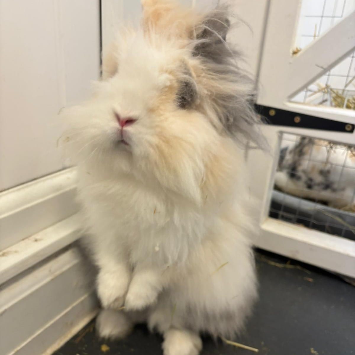 Mr Bun