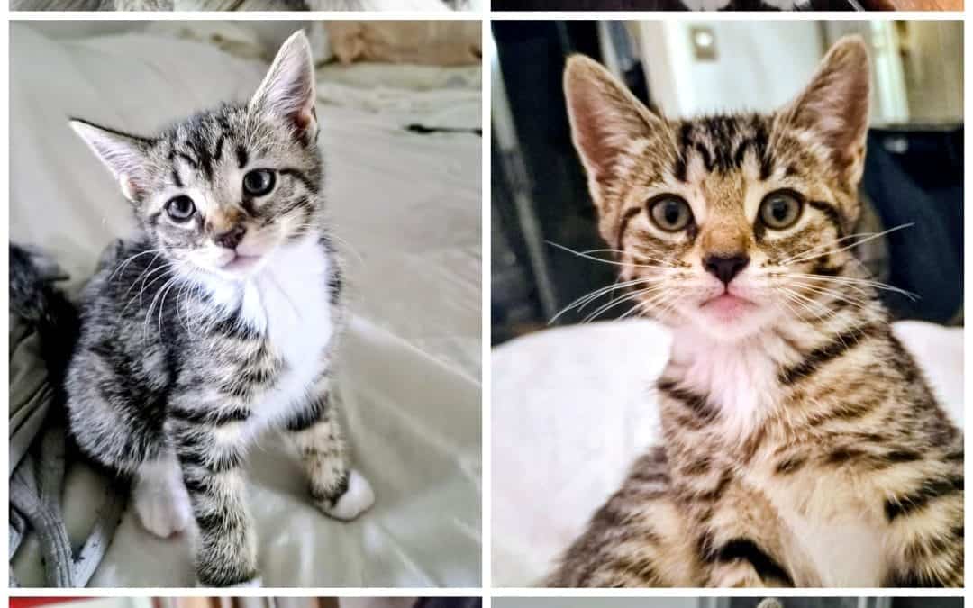 Rocky, Eva, Amoeba, Xena, Phae & Grace