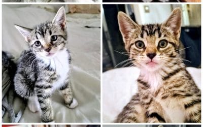 Rocky, Eva, Amoeba, Xena, Phae & Grace