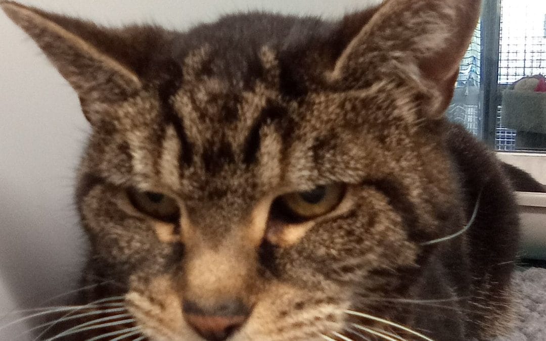 Millicent Mae (Milly)