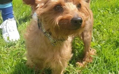 Chico, a 10 years old male Soft Coated Wheaten Terrier available for adoption from Warrington Animal Welfare in Cheshire