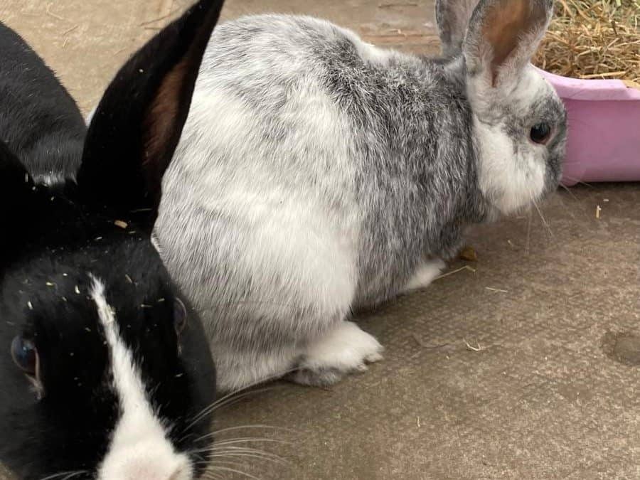 Dotty and Dusty