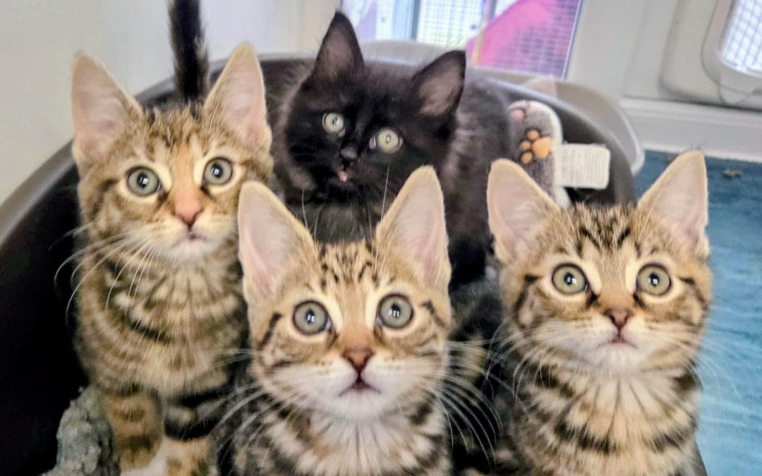 Mia, Pippa, Mimi & Jinx