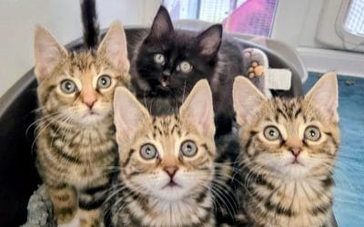 Mia, Pippa, Mimi & Jinx