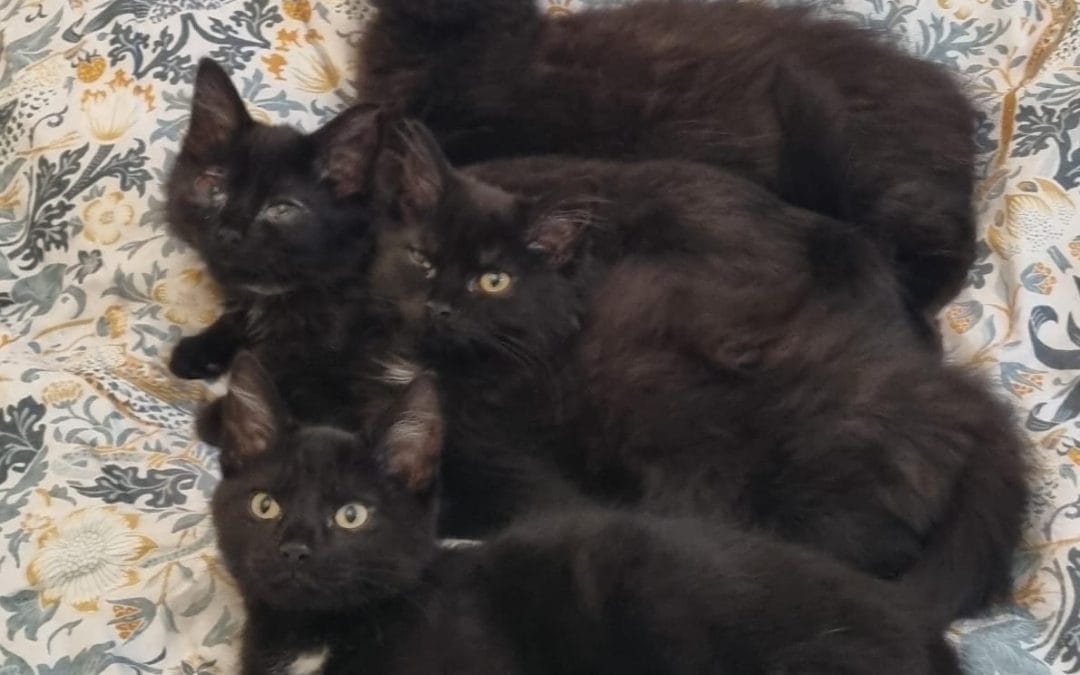 Clarke, , Selena & Harley ( Bruce & Ivy adopted)