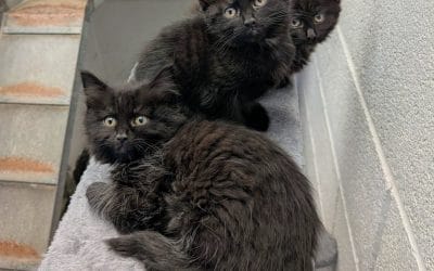 Brittany, Jeanette & Eleanor