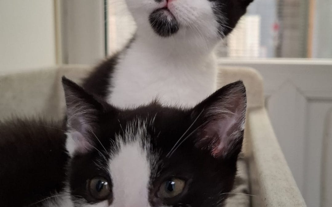 Stanley & Vivian