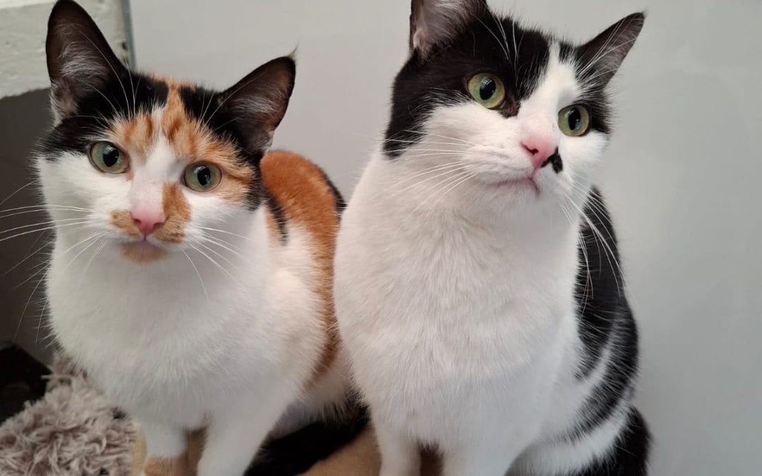 Pixie & Charley