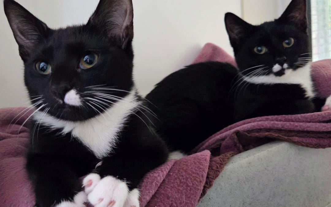 Oreo & Whispa