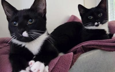 Oreo & Whispa