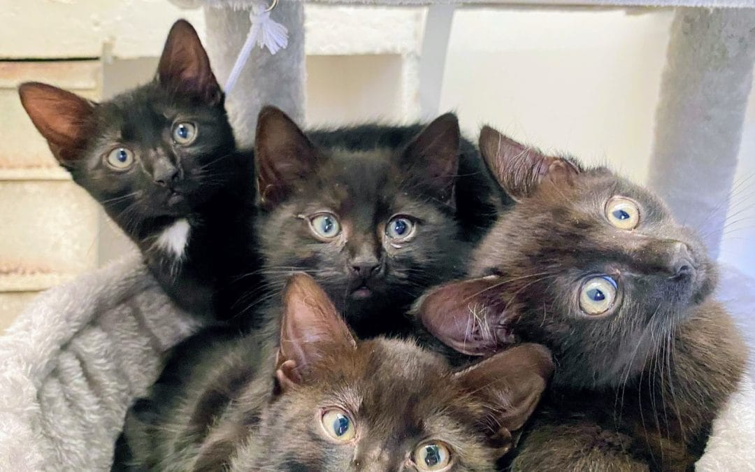 Missy’s kittens