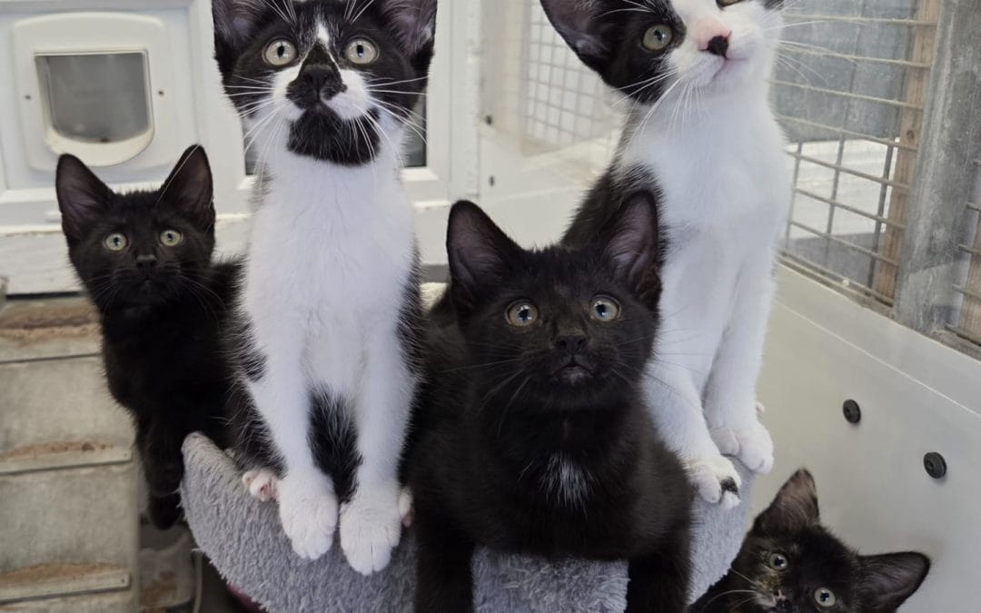 Marcus, Morgan, Jude, Jordan & Kobie