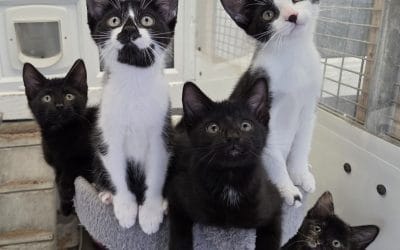 Marcus, Morgan, Jude, Jordan & Kobie