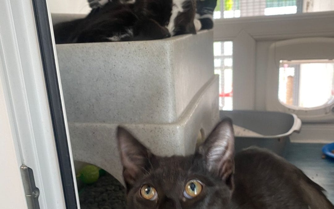 Freddo, Spira, Oreo & Whispa