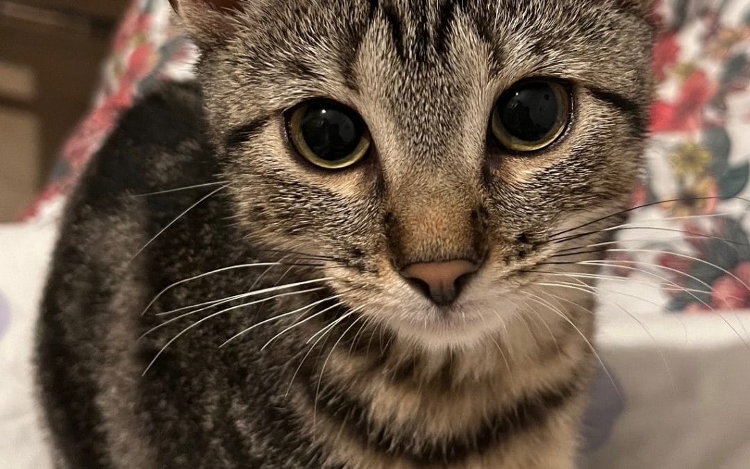 Nala