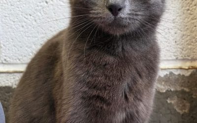 Missy