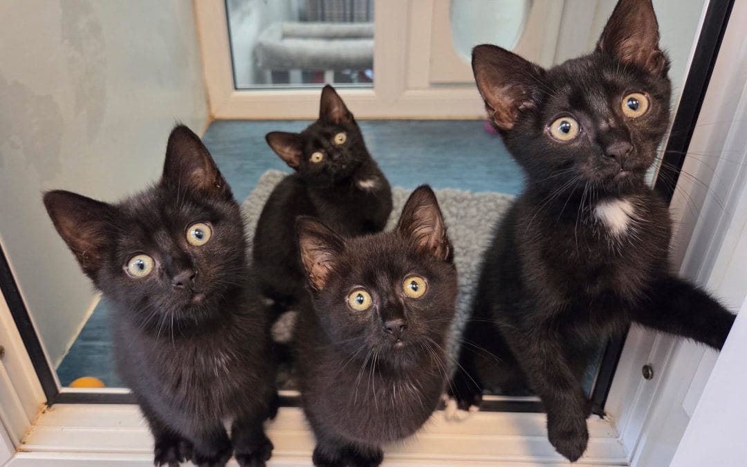 Missy’s kittens