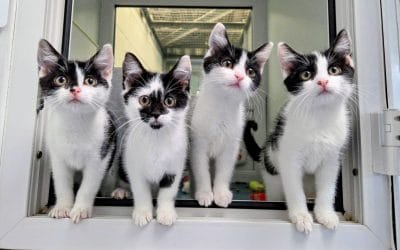 Elsa’s kittens