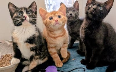 Nick, Nak, Dorito & Cheeto