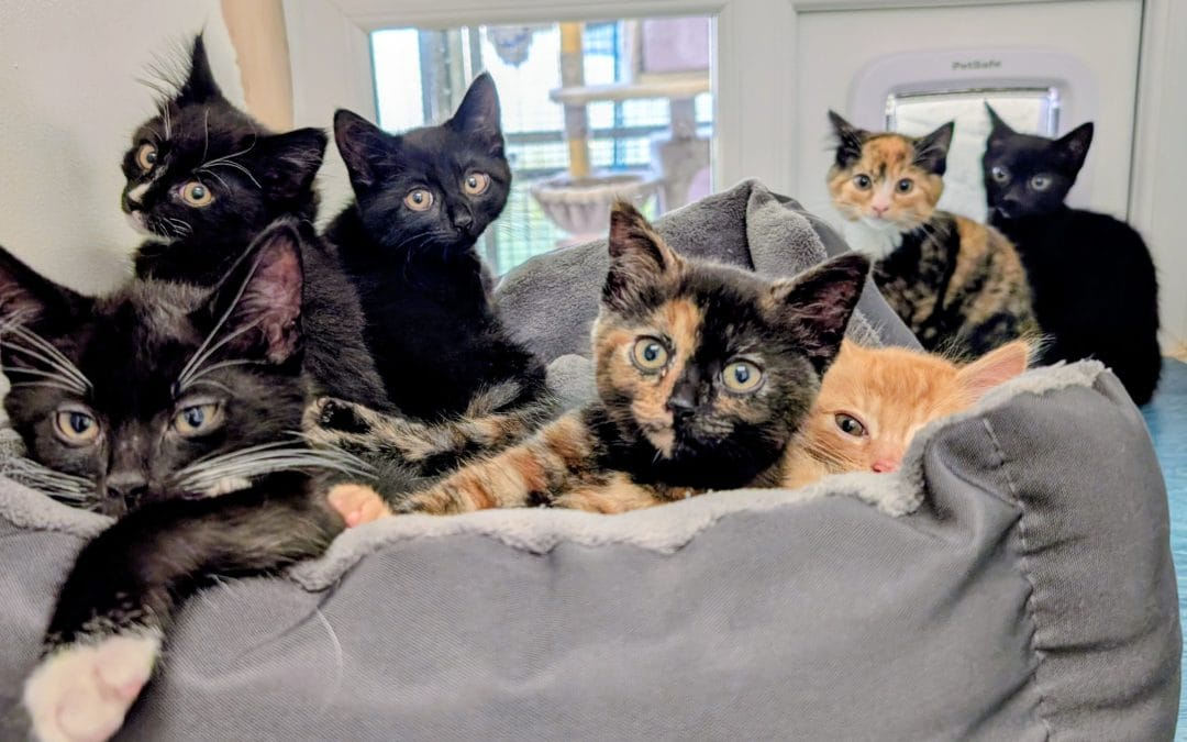 Basil, Dill, Cinnamon, Nutmeg, Clove, Chive & Rosemary