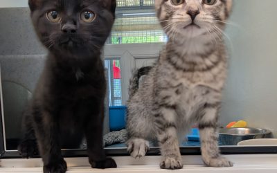 Edward & Nancy, (Gloria, Noah & Jake adopted)