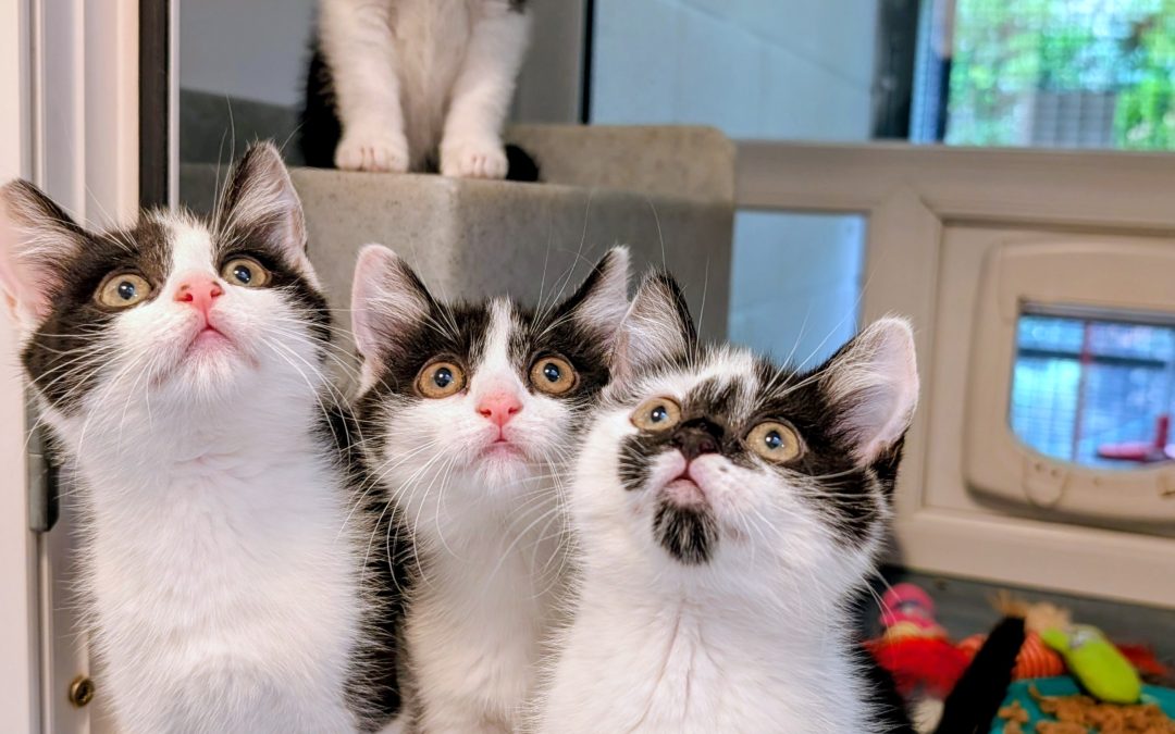 Elsa’s kittens