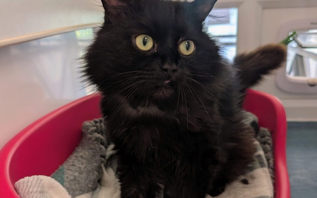 Blackie