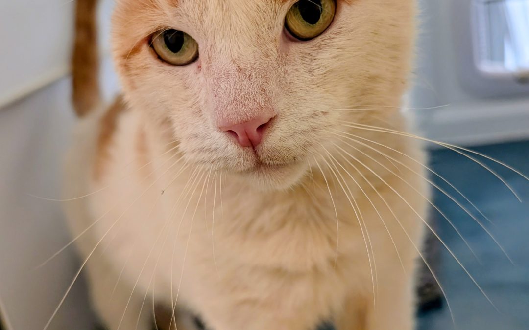 Ruben