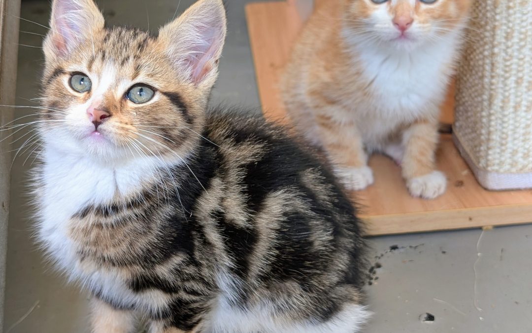 Francesca’s kittens
